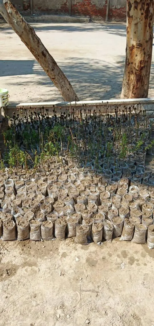 Green Seekers Activity